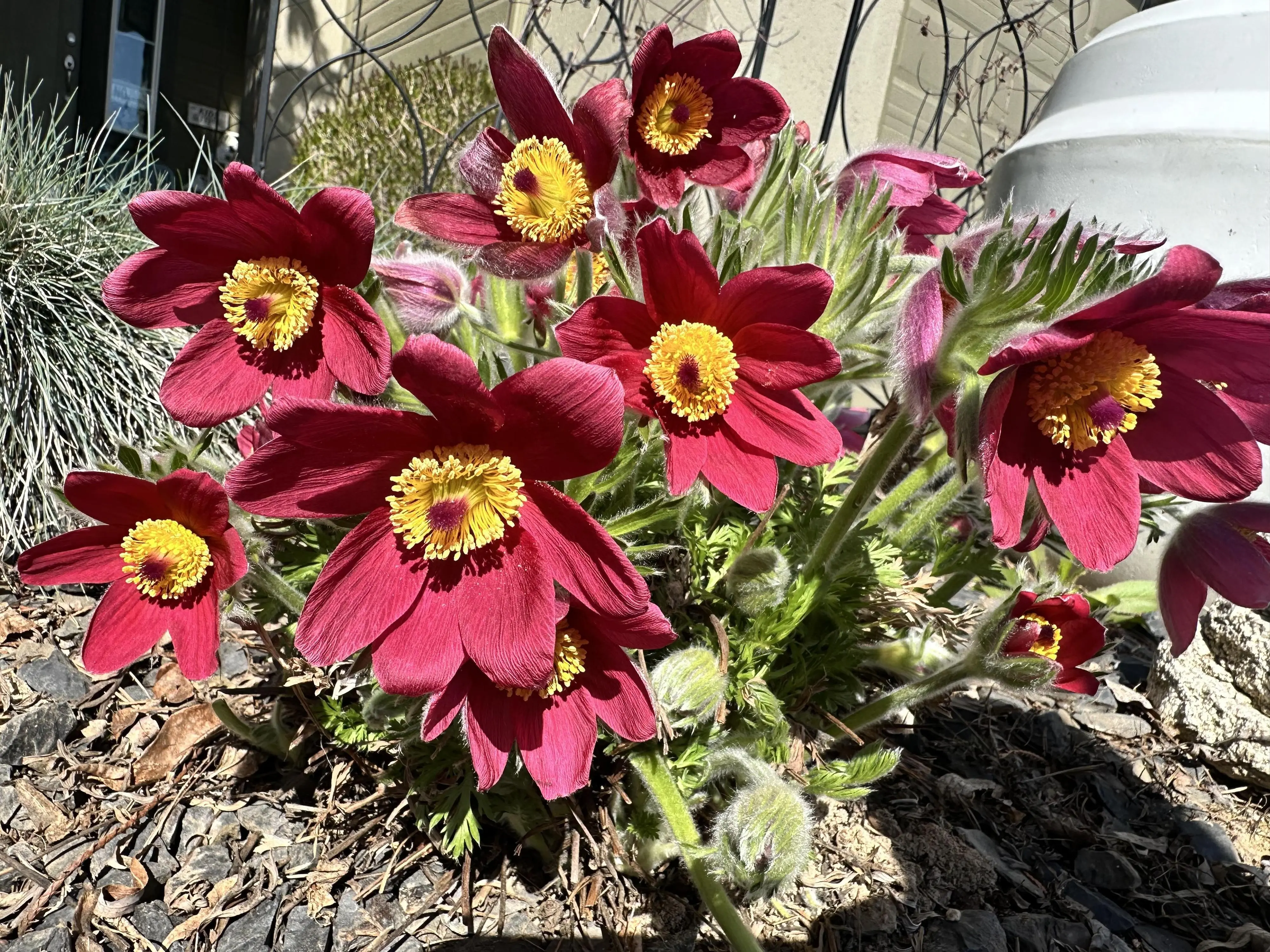 Anemone coming on strong this morning…