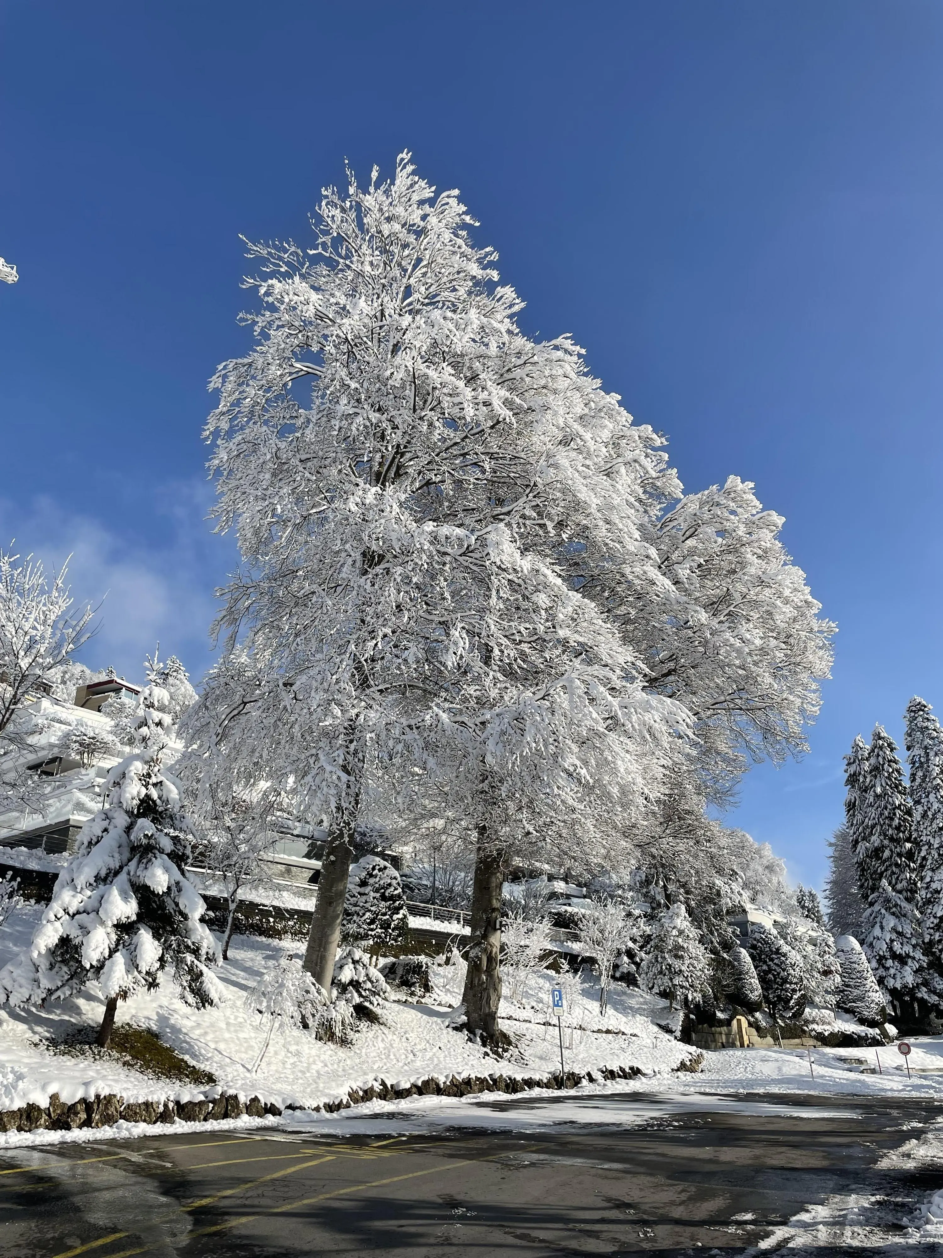 Winter tree at Unterägeri, Canton Zug.

It‘s this tree here (but in summer):
https://www.google.ch/maps/@47.1383363,8.5902165,3a,75y,49.09h,105.27t/data=!3m7!1e1!3m5!1sCmXzqWe7Rs9CDDZw7h_jIA!2e0!6shttps:%2F%2Fstreetviewpixels-pa.googleapis.com%2Fv1%2Fthumbnail%3Fcb_client%3Dmaps_sv.tactile%26w%3D900%26h%3D600%26pitch%3D-15.26574439585282%26panoid%3DCmXzqWe7Rs9CDDZw7h_jIA%26yaw%3D49.09071261964444!7i16384!8i8192!5m1!1e1?entry=ttu&g_ep=EgoyMDI1MDEwMi4wIKXMDSoASAFQAw%3D%3D

#switzerland #photograph...