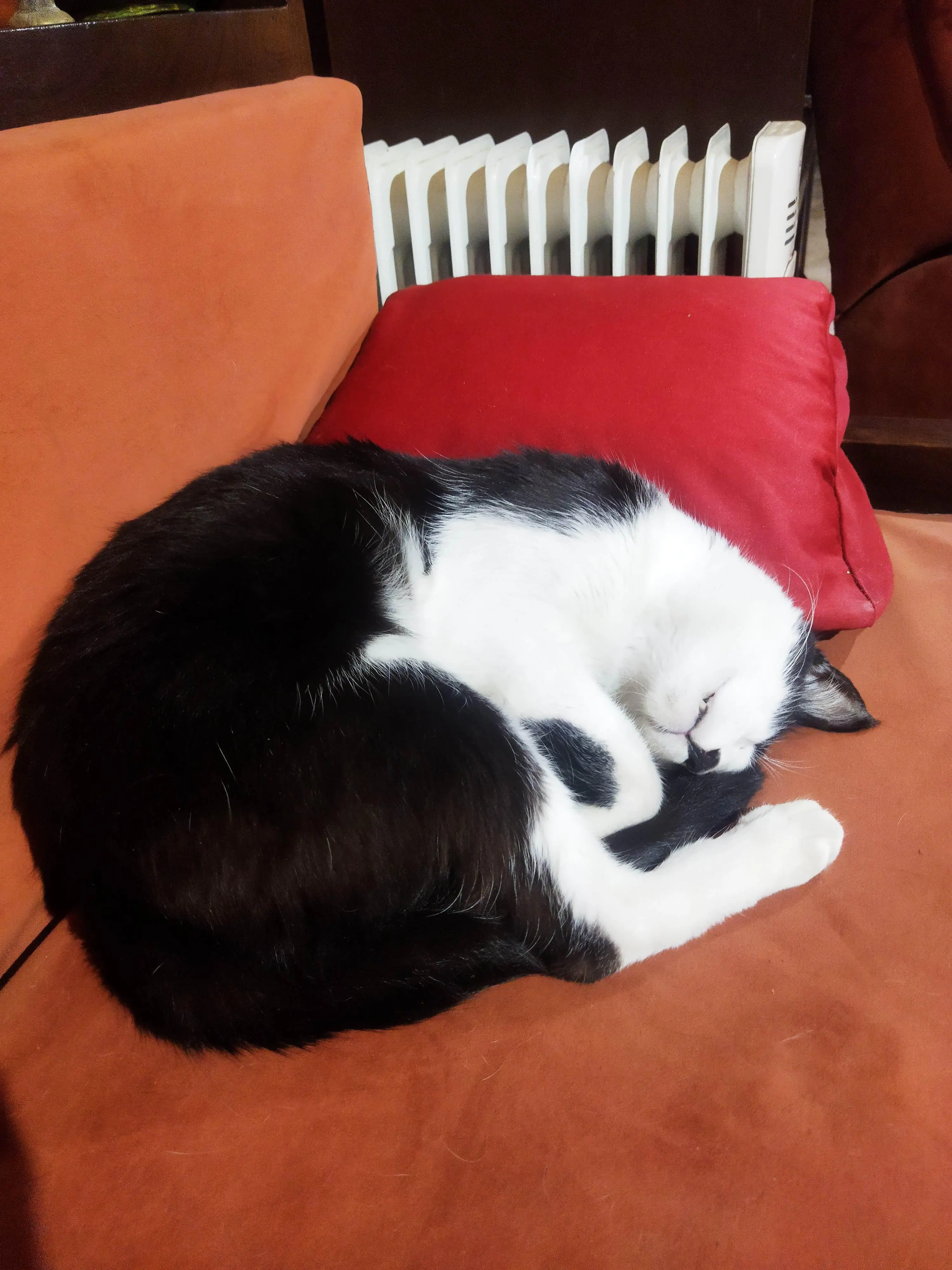 Khalil the friends cat chilling out.