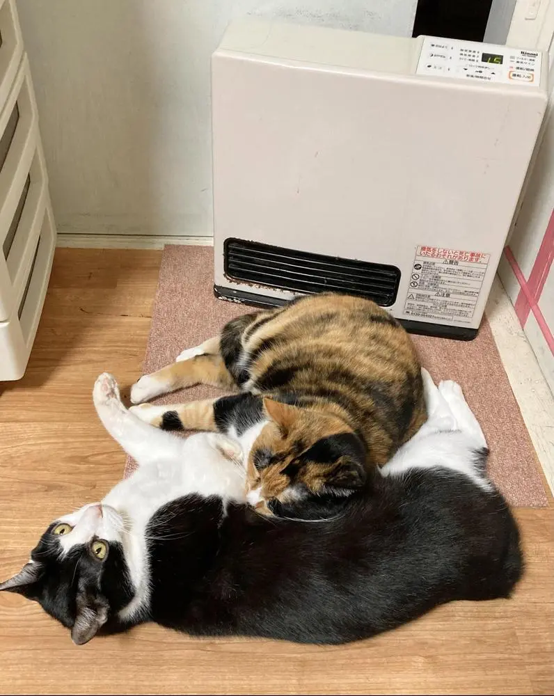 #mikepi and #nekotaro 