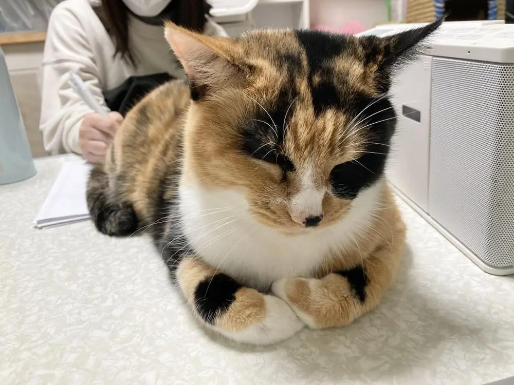 #mikepi and #Nana7 ‘s sister 