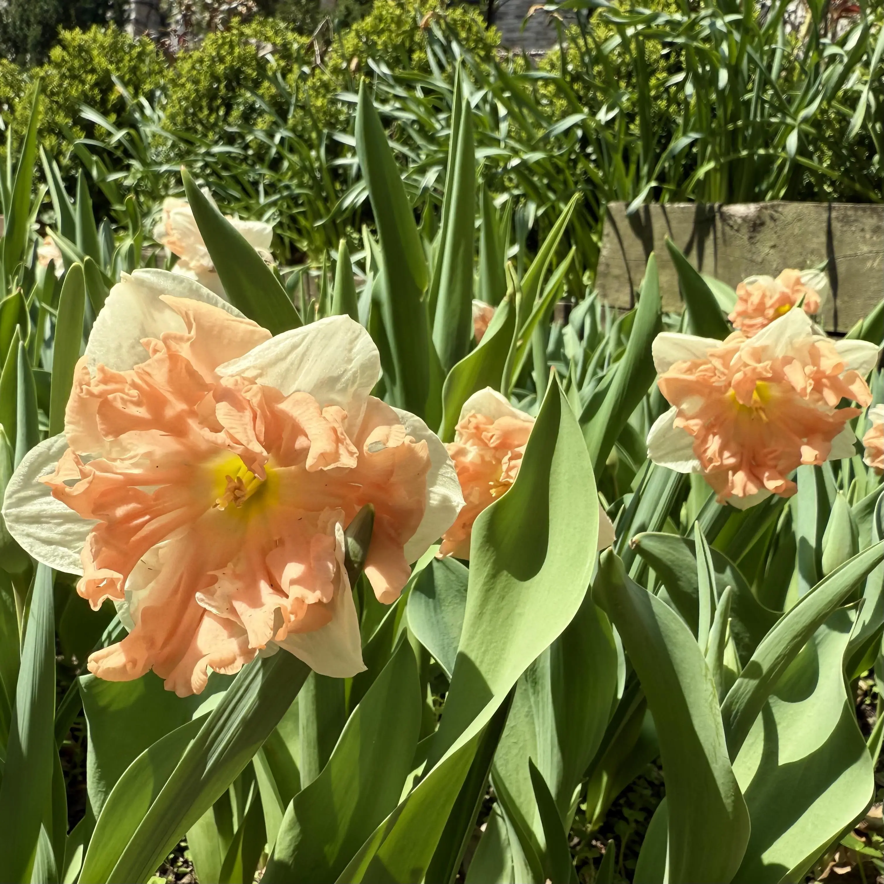 The West Side Community Garden is a nice break between 90th and 89th Streets, always worth taking one of its small paths. Last year, the tulips all bloomed synchronously, but this year the weather has parts of the garden blooming before others. They have a number of hybrid tulips and daffodils, here is one of the latter.
