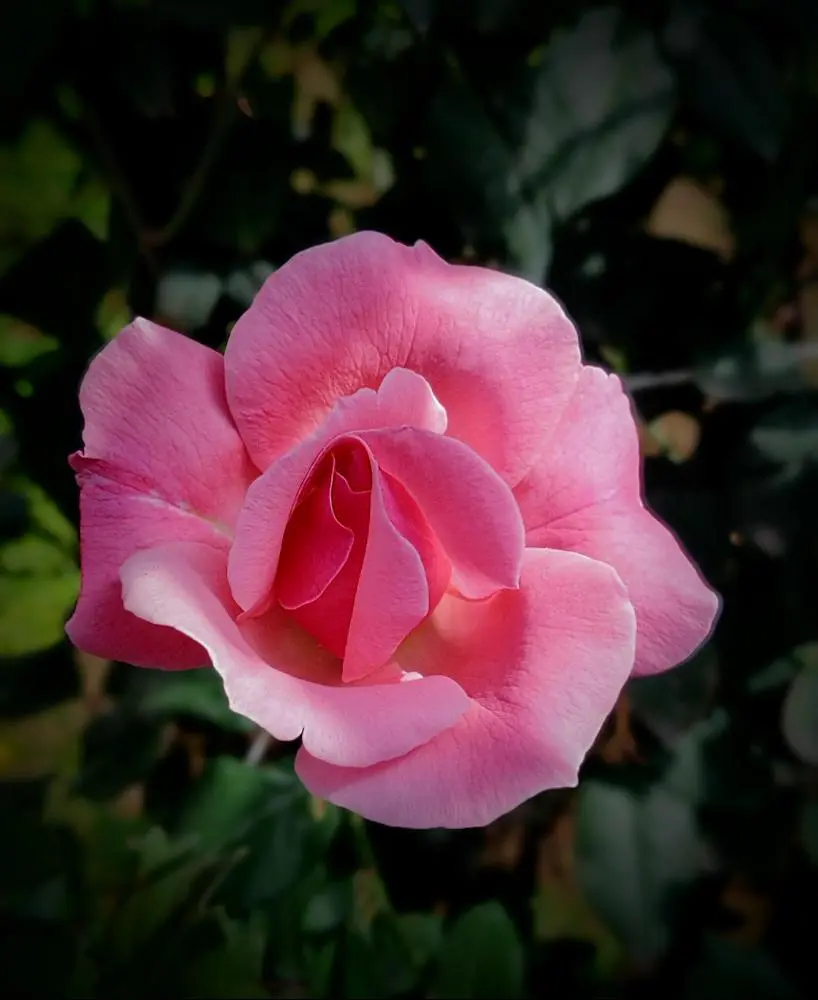 🌹🌹

Posted via @cloutfeed