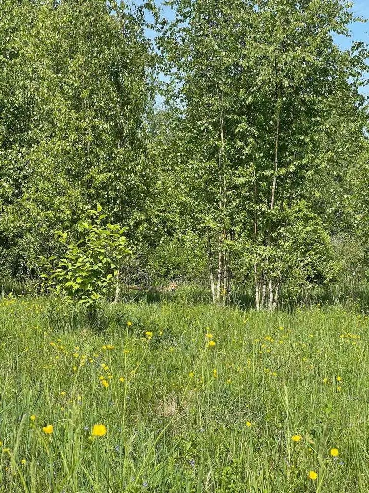 A curious fox is watching you 🦊🌱