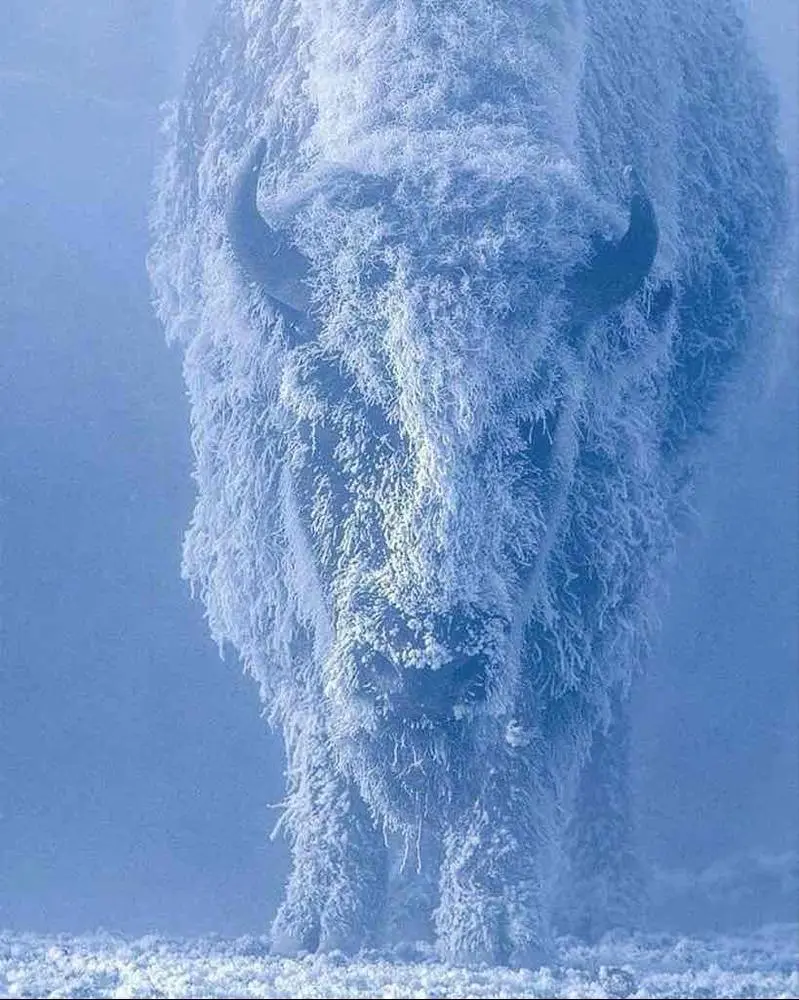 Gm Gm ☀️ #deso 

A bison at 35 below zero. Yellowstone National Park, USA. Photo: Tom Murphy