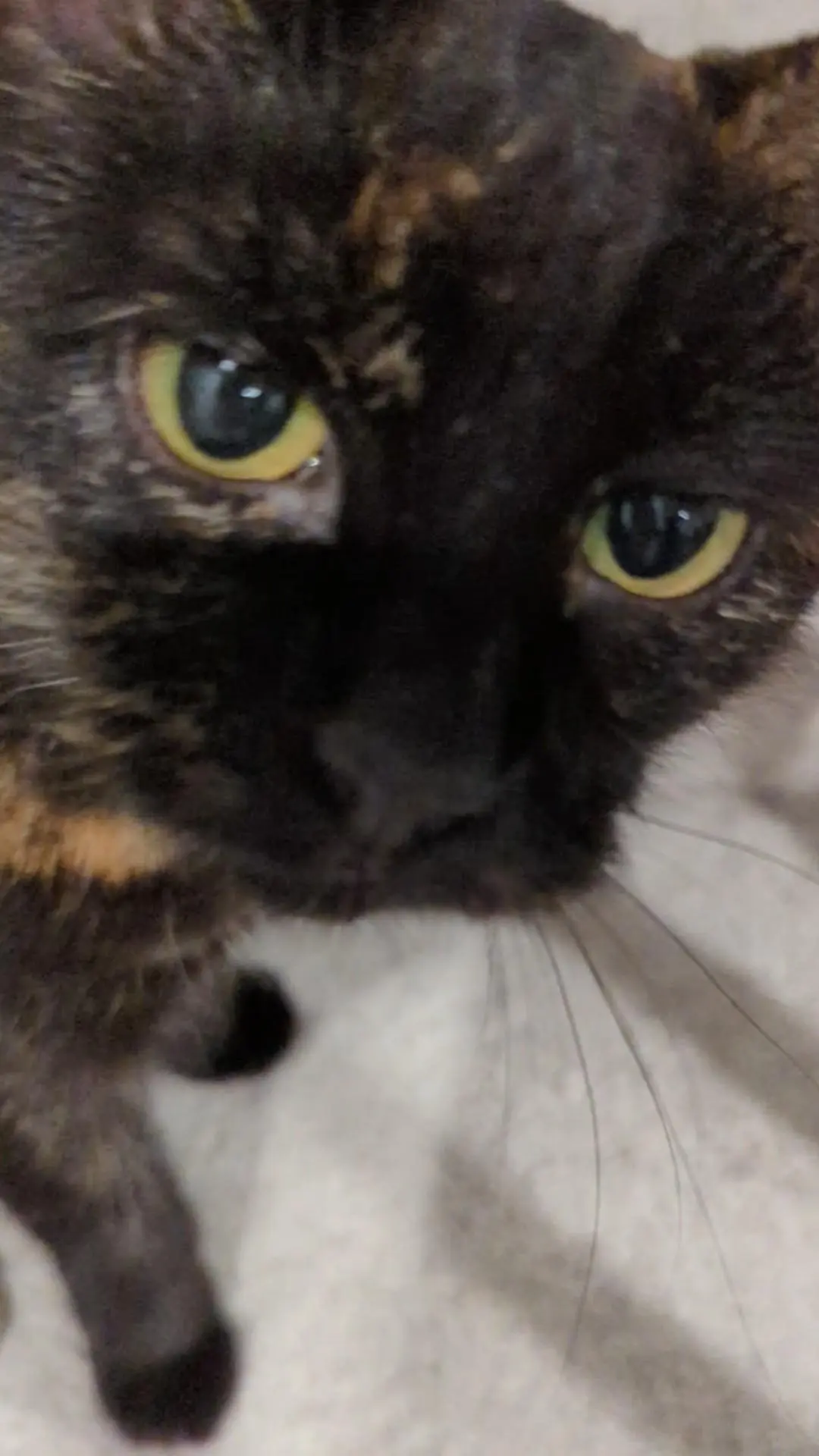 Hey, whatcha doing?

Meow,
-Sammie-