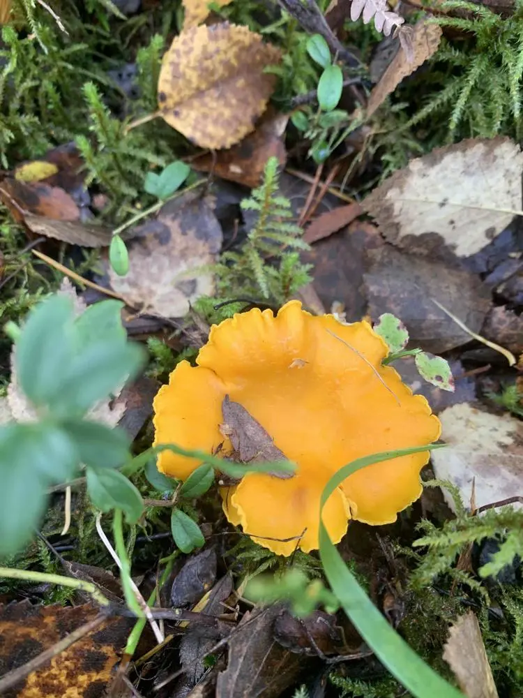 The last autumn mushroom 🍁🍂