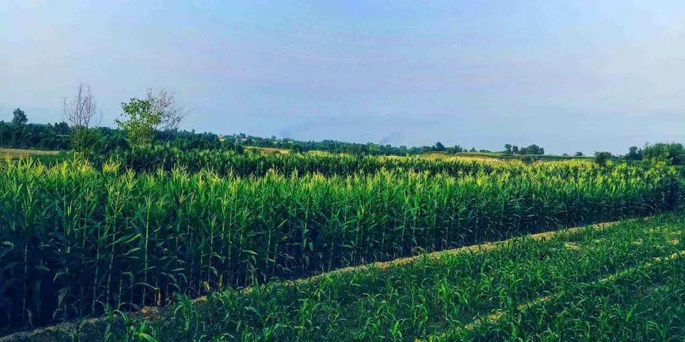 Corn 🌽🌽🌽 Planet capture during Sunset.

Location: somewhere in Pakistan

Photo Details: 

Camera: LG Mobile 
Resolution: 4160 × 2080
ISO : 50 
EV : -0.5
F.No : 1.8
S :1/410
WB : Auto
Flash: off

Capture By @PhotoWillow 

#PhotoWillow #photography 
