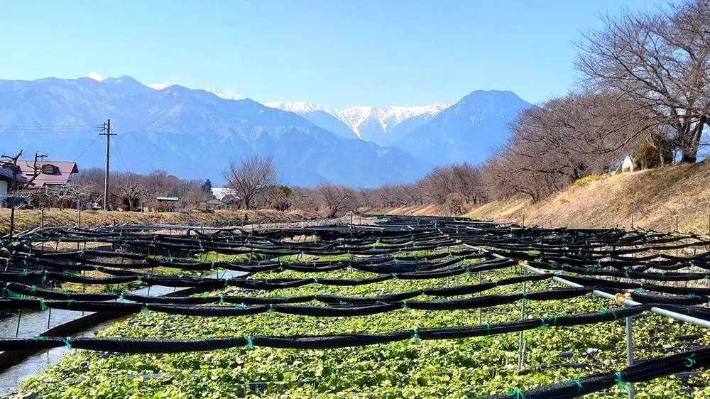 Wasabi fields and mountains in early spring
Azumino City, Nagano Prefecture, Japan

Since the beginning of March, the weather has continued to feel like winter has returned, but today the spring-like sunshine has finally returned. In less than a month, cherry blossoms will be in full bloom on the banks of this place. I'm looking forward to it.