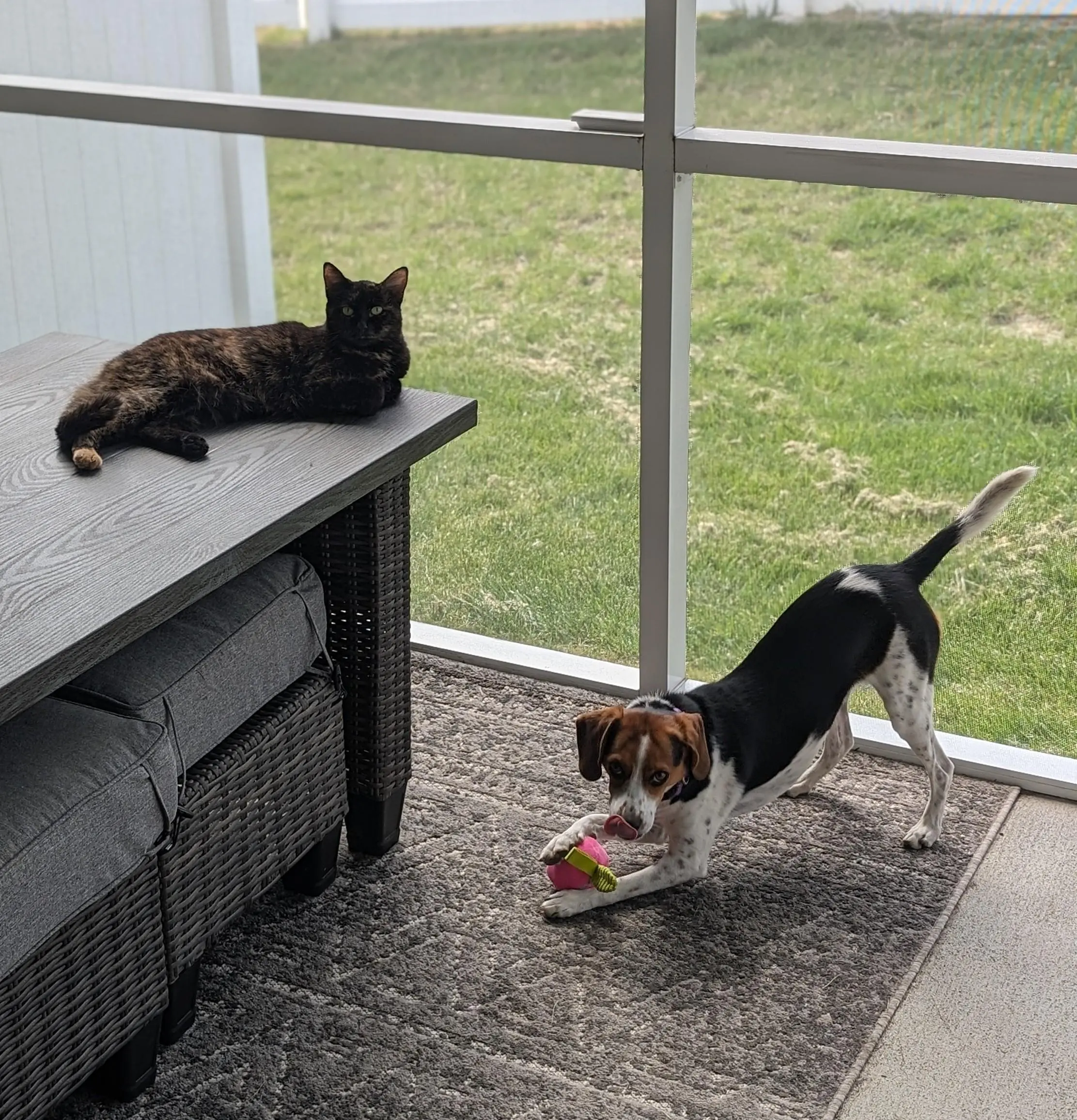 Just chilling with my doggie.

-Sammie-