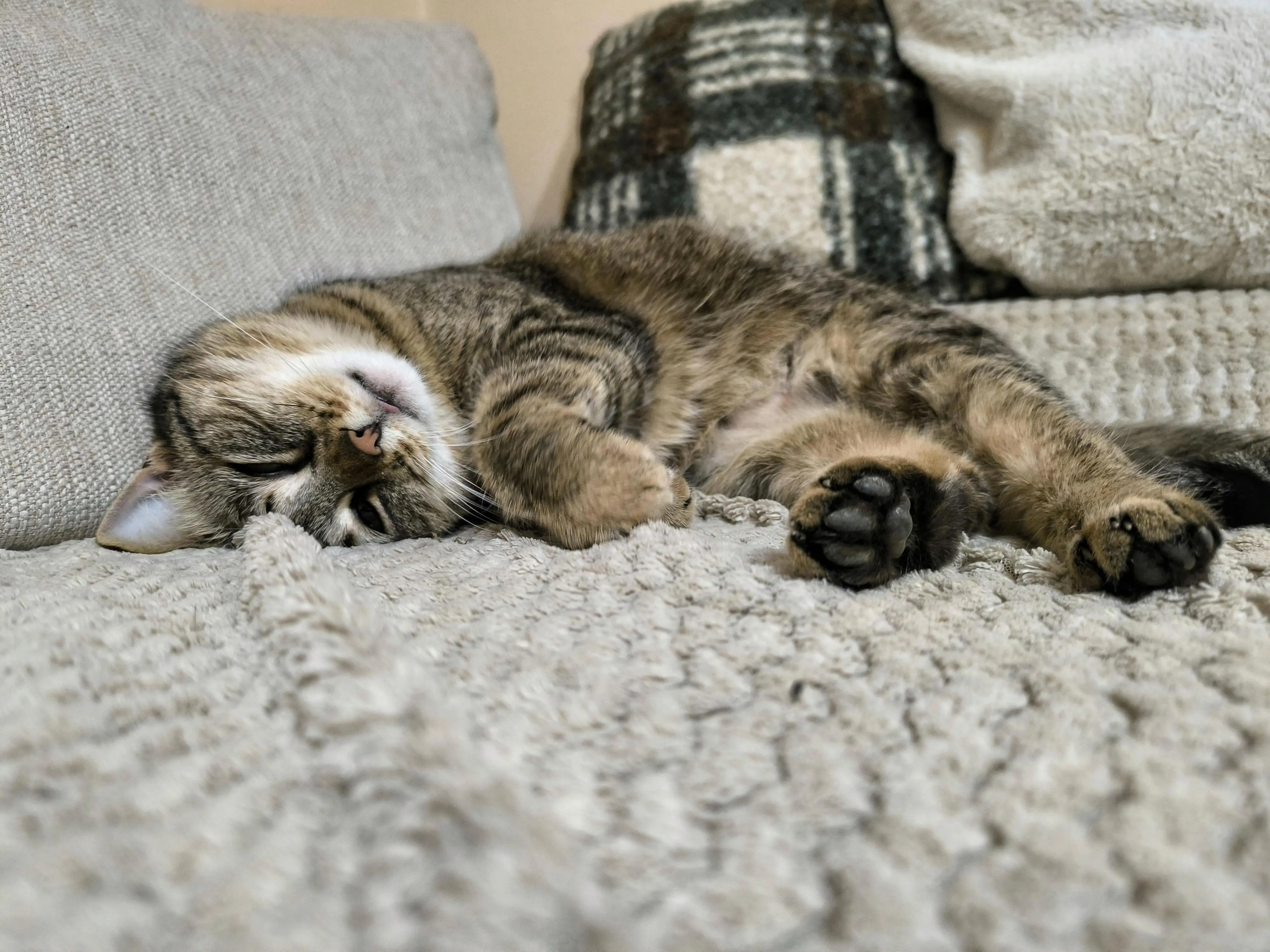 The cat already sleeps, it is time for me to go in bed.

Good night, see you tomorrow!