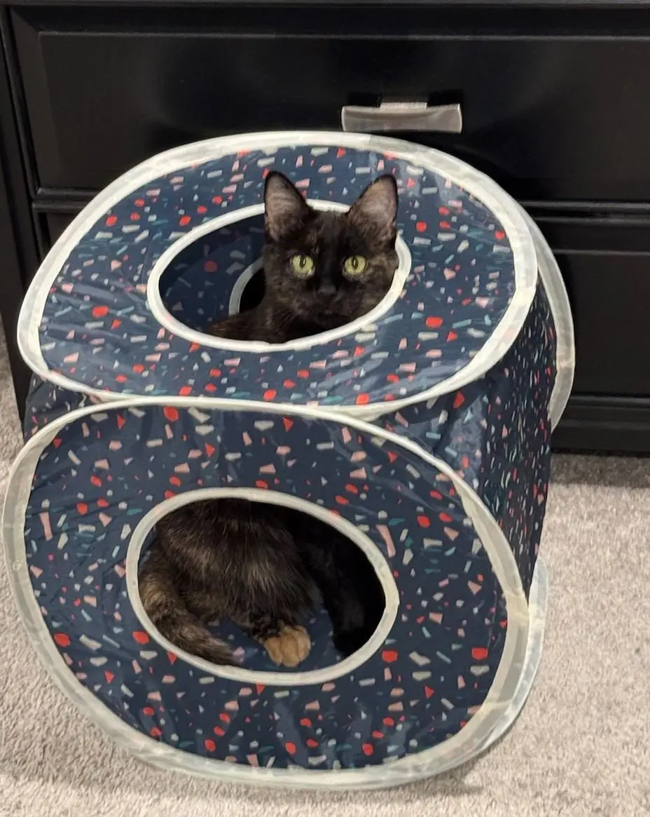 Meow? Who's there?

-Sammie-