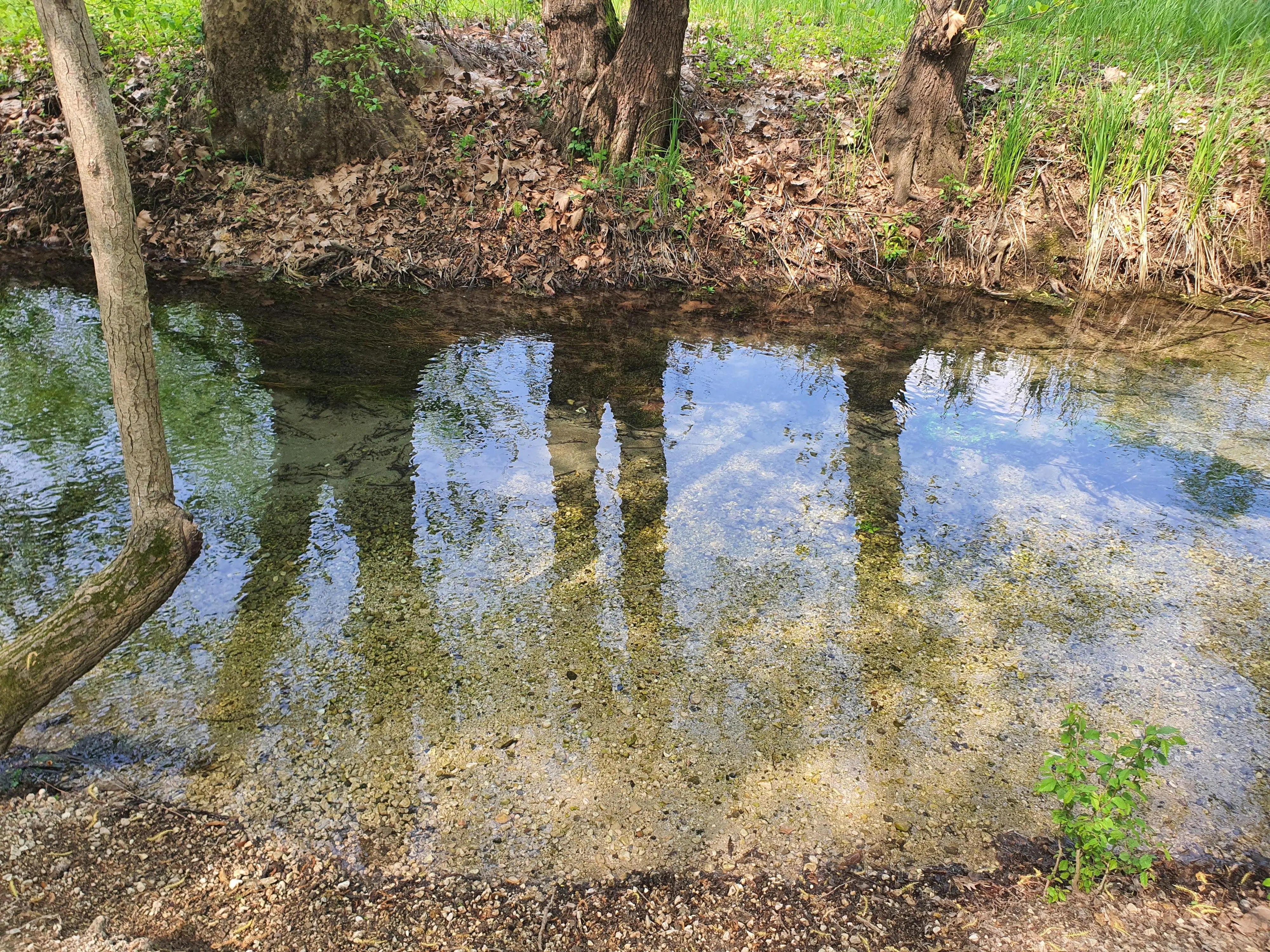 Risorgive #green #nature