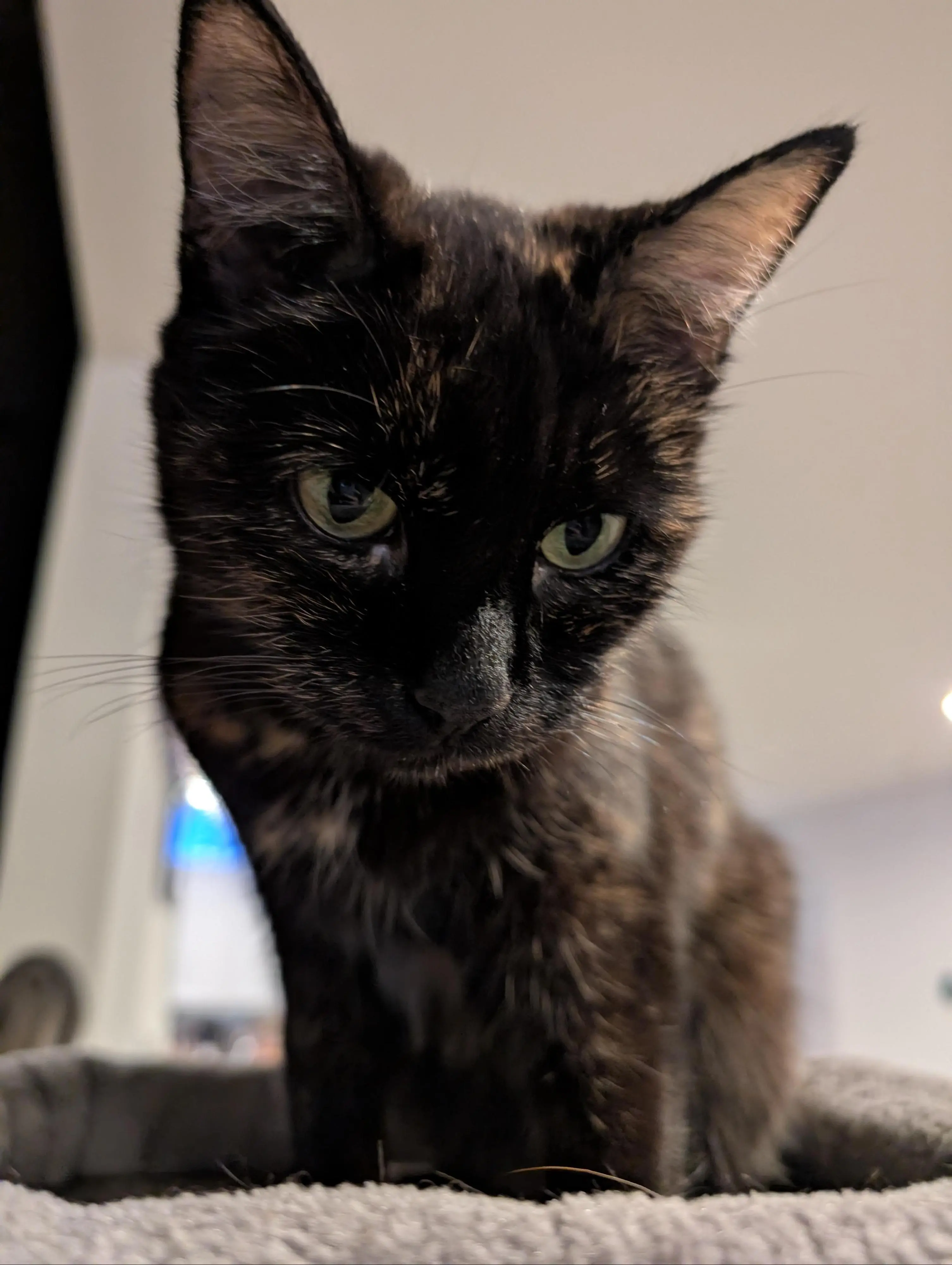 You are meow-tastic!

-Sammie-