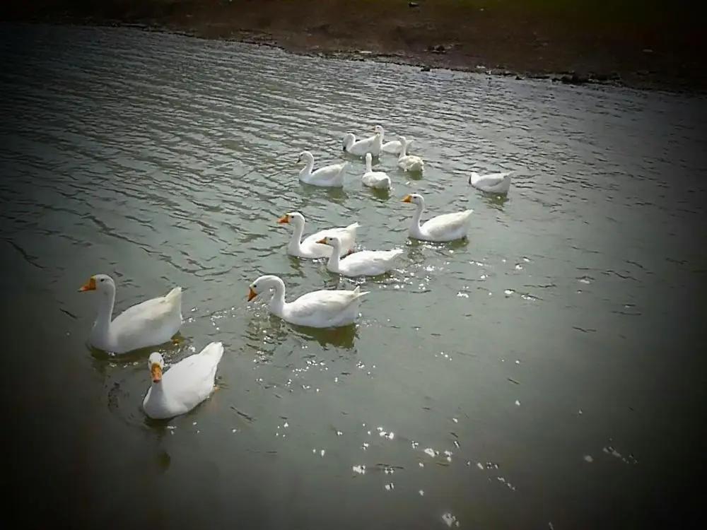 🦢🦢🦢

Posted via @cloutfeed