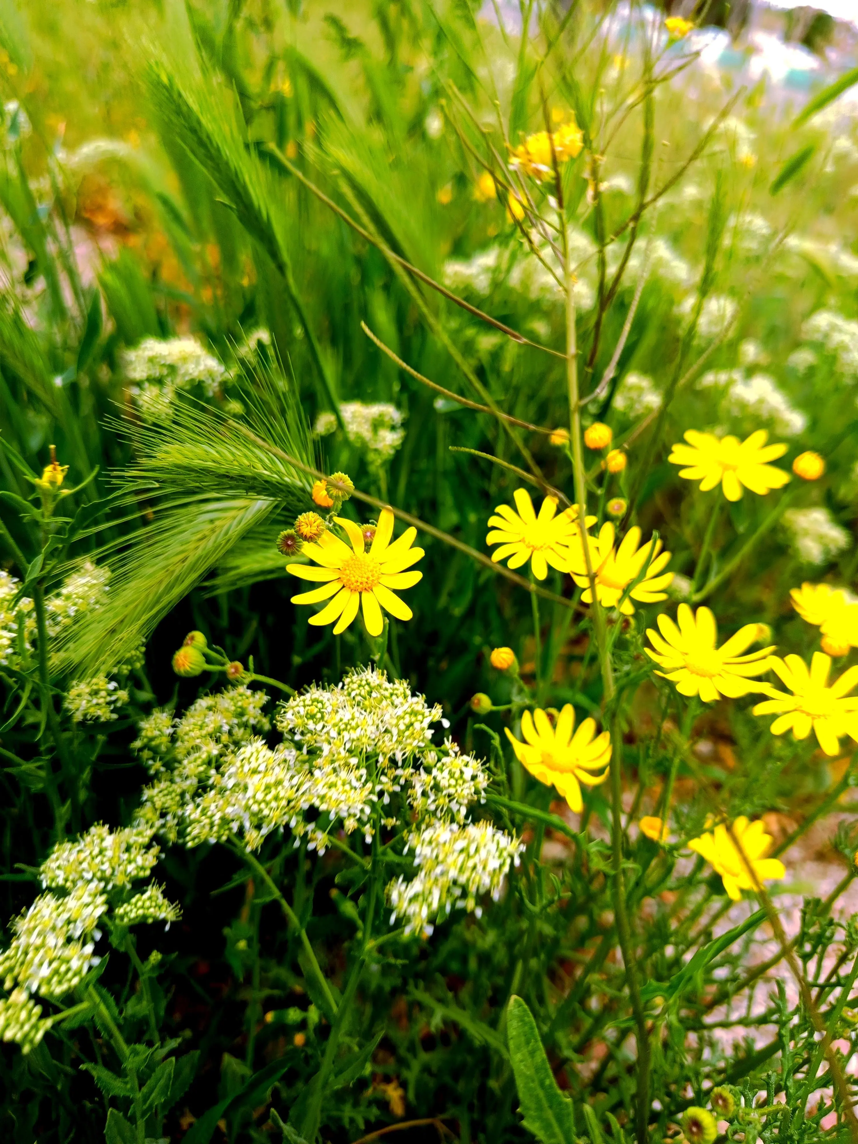 So let this yellow world be known,
A place where joy and light are sown,
A vibrant realm where hearts can cheer,
In hues of yellow, far and near.



