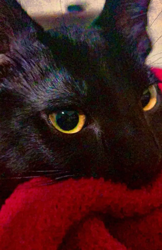 Welcome to the new member of the family.

Mitsey 