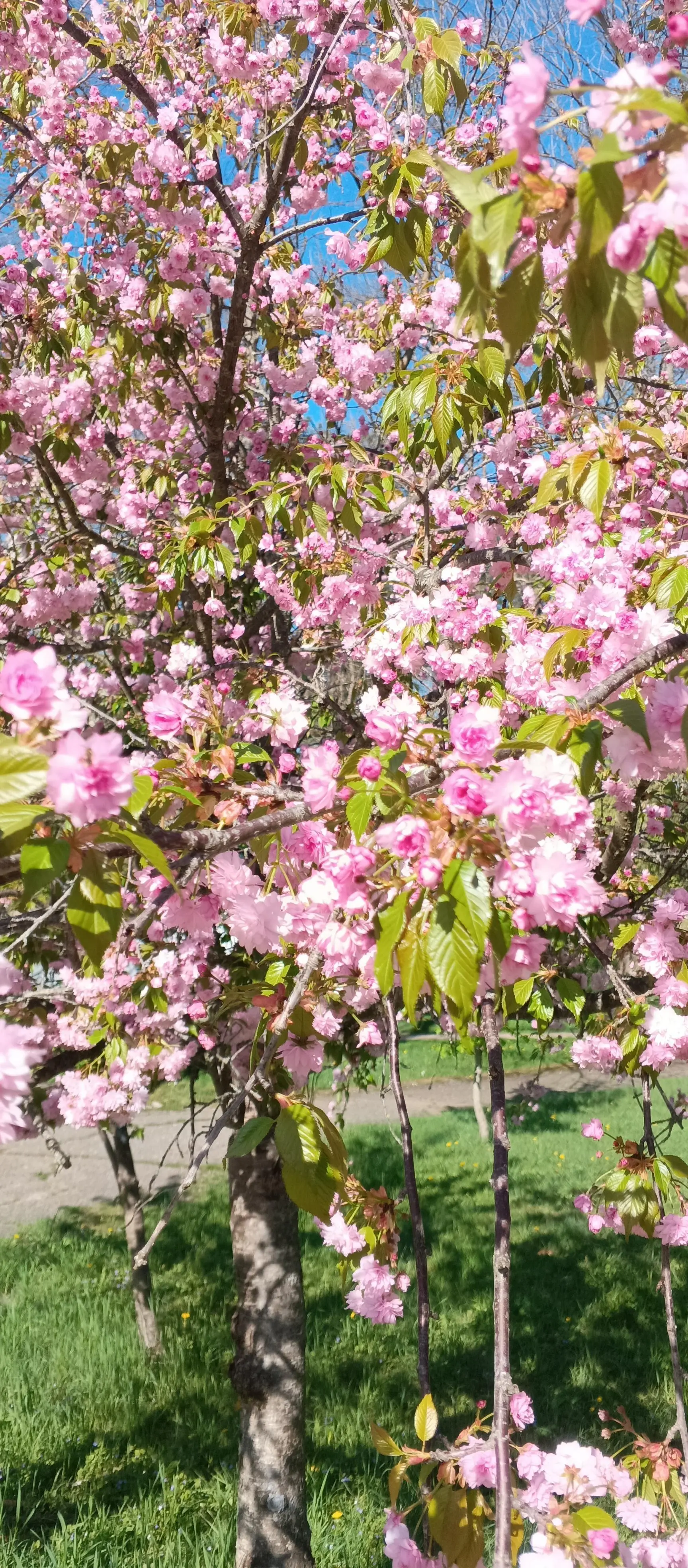 Today is a wonderful and sunny day ☀️🌸