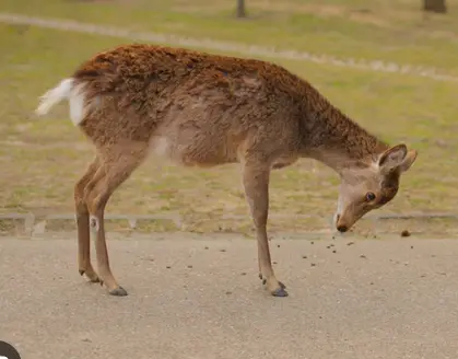 It is the highest honor... to be awarded... the Seel of all Seelz....

I promise to do Seelz Island Collective justice and uphold the pillars of the amazing Seelz community.
 
Thank you Sensei Sir 