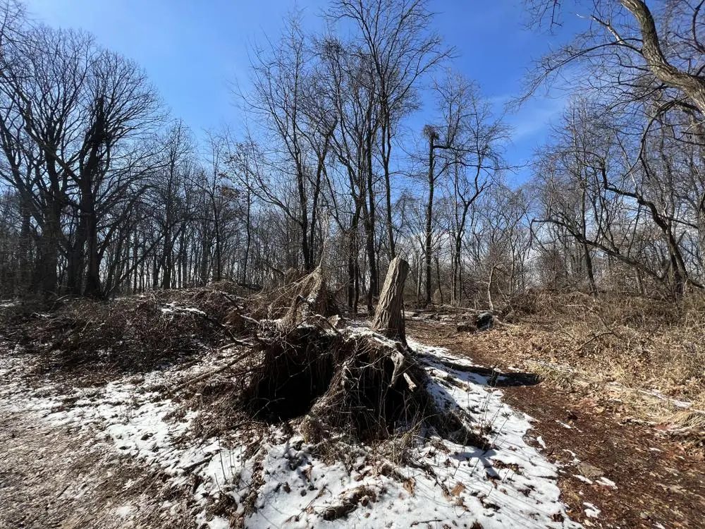 Flat Rock Brook Nature Center, Englewood, NJ
March 13, 2022
📷 by @ElrickErikose
#sky #nature #nj #tree #snow