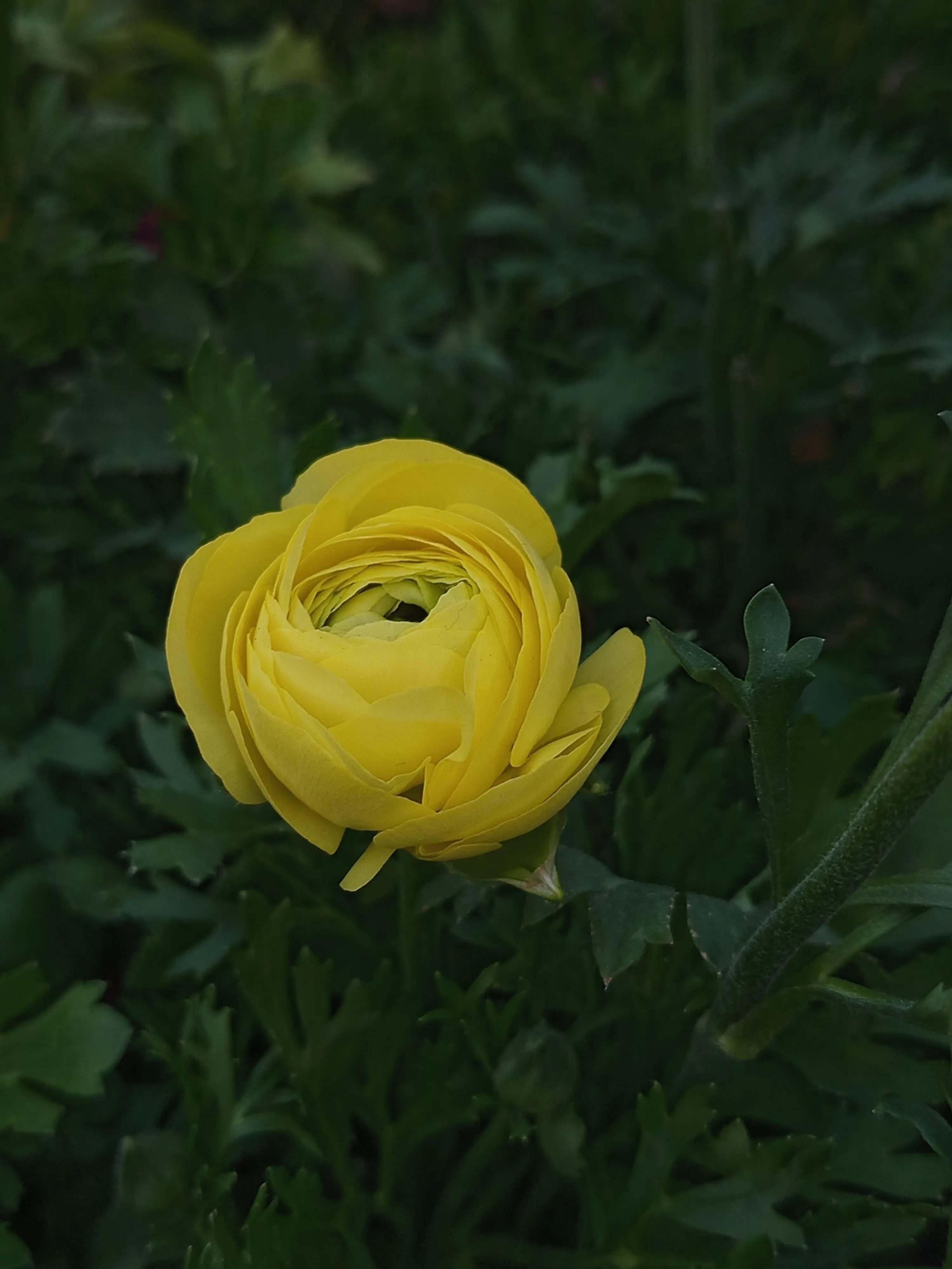 Good morning Deso Fam ♥️ 
