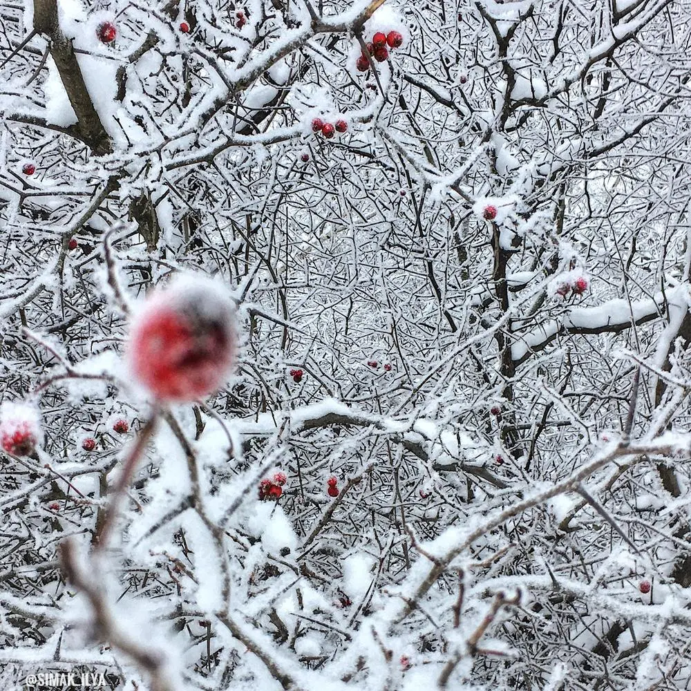 A winter fairy tale❄️

#winter #Russia #simakilya @_photography

Posted via @cloutfeed