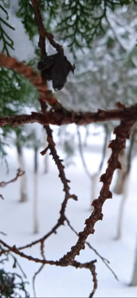 So winter has come to us ❄️❄️❄️🌨️❄️❄️❄️