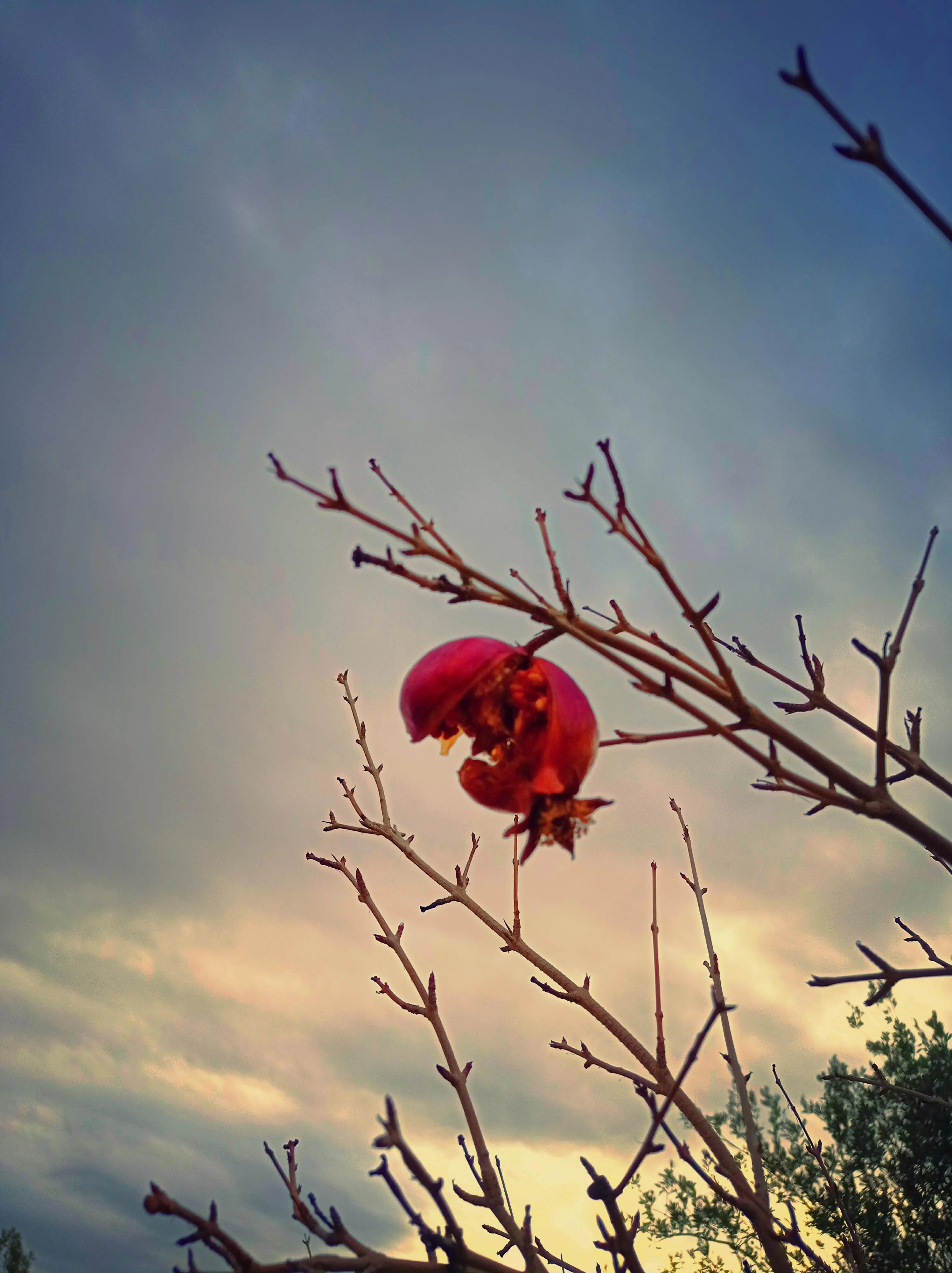 Good morning&#x20;

A free bird leaps



on the back of the wind



and floats downstream



till the current ends



and dips his wing



in the orange sun rays



and dares to claim the sky.

