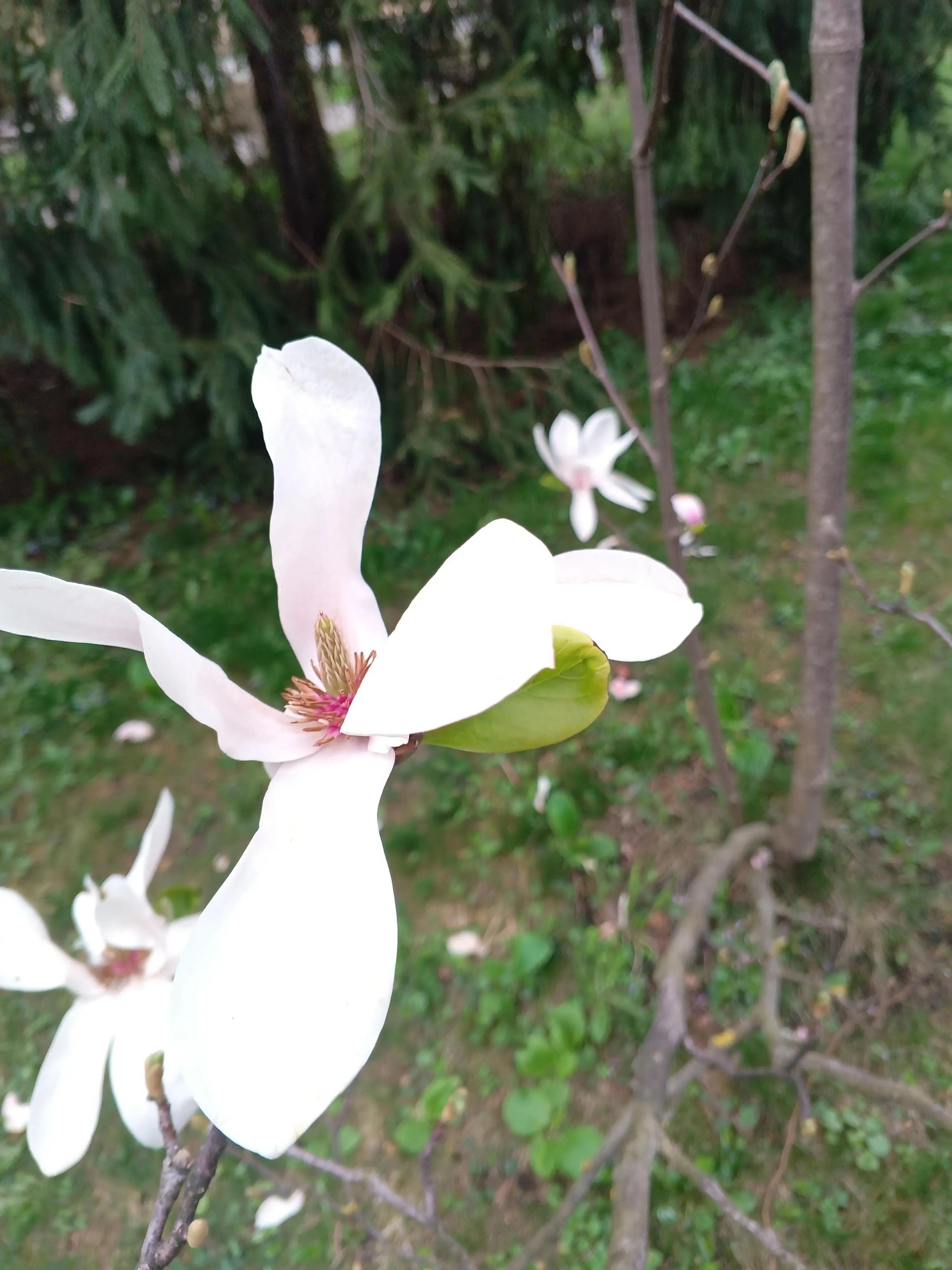 The magnolia is blooming 