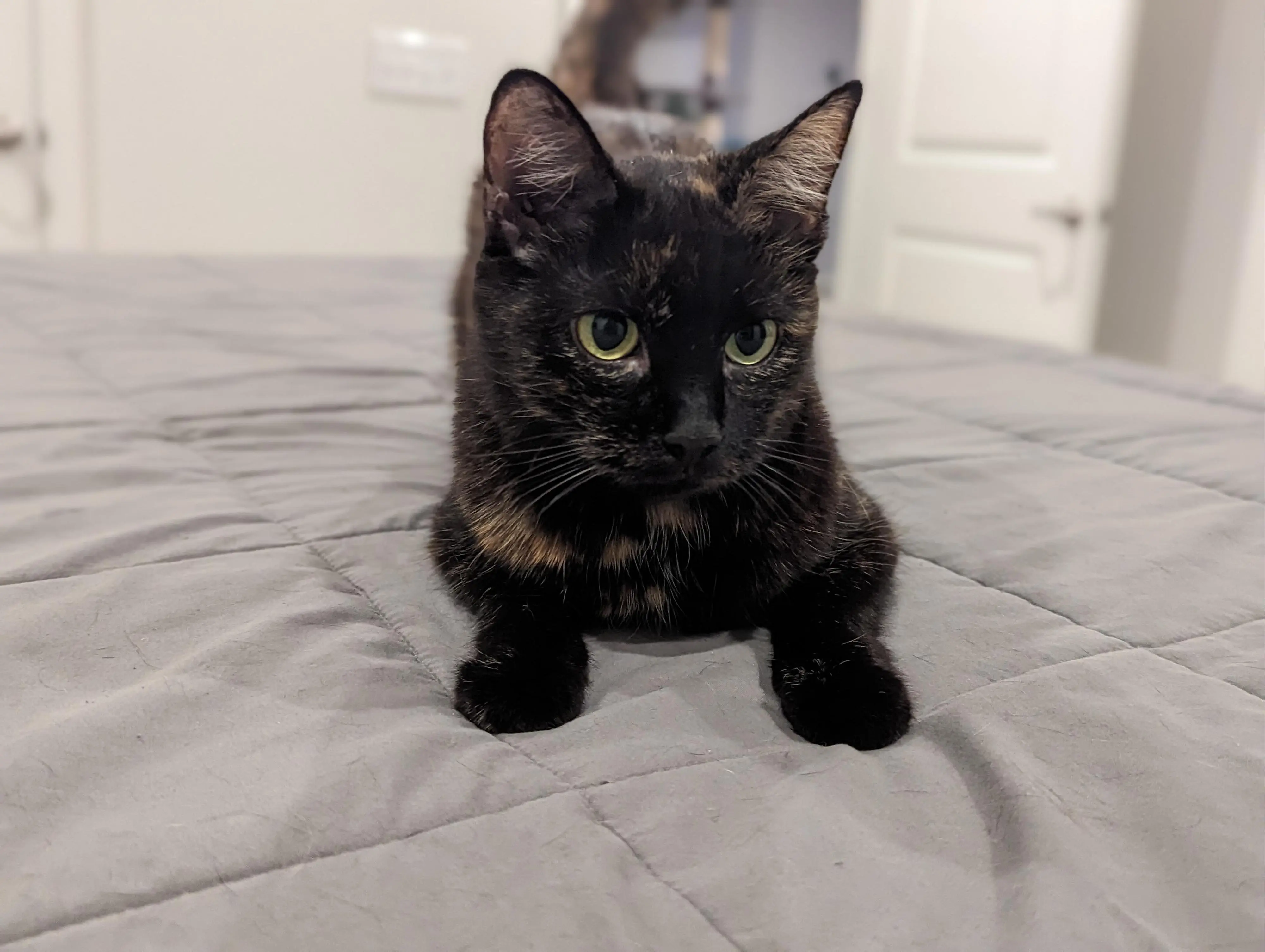 What's the best time of day? Attention time!

Meow,
-Sammie-