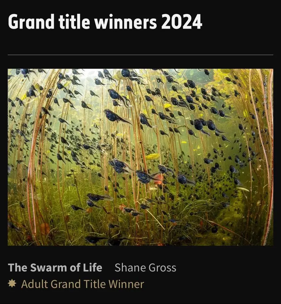 Wildlife photographer of the Year🐆
The Swarm of Life 
Shane Gross (Canada) looks under the surface layer of lily pads as a mass of western toad tadpoles swim past.
Shane snorkelled in this lake on Vancouver Island for several hours.

https://www.nhm.ac.uk/wpy