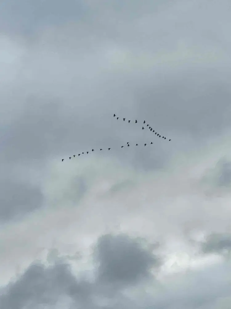 🇫🇮Geese Flying South 🌐🌱