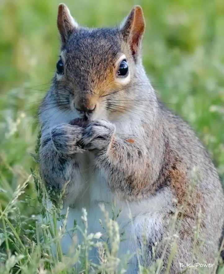 Phocus on Photography



Focus Day 59 photo:  “I’m Watching You”



\#phocusonphotography #bkp8photography #natureseries
