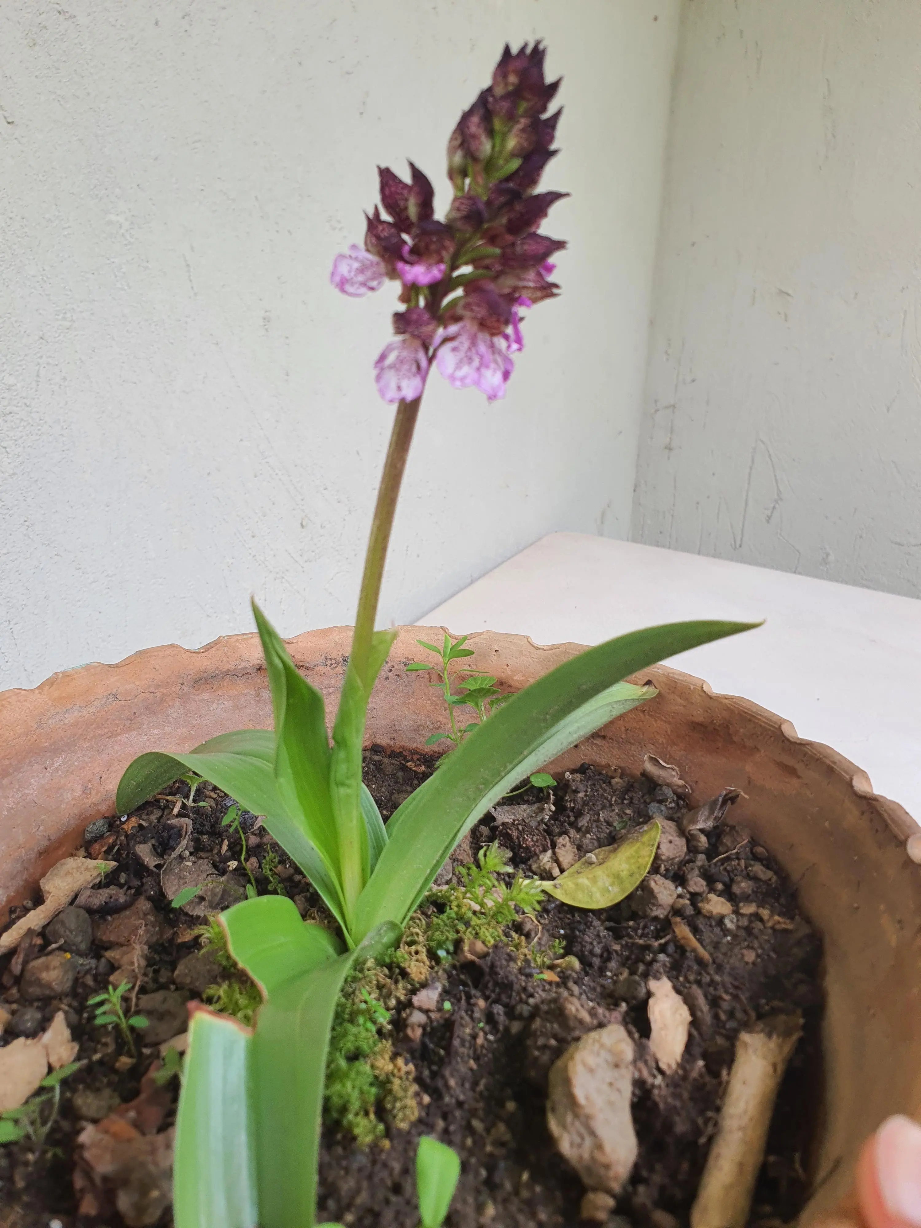 Buona Pasqua! #happyeaster 