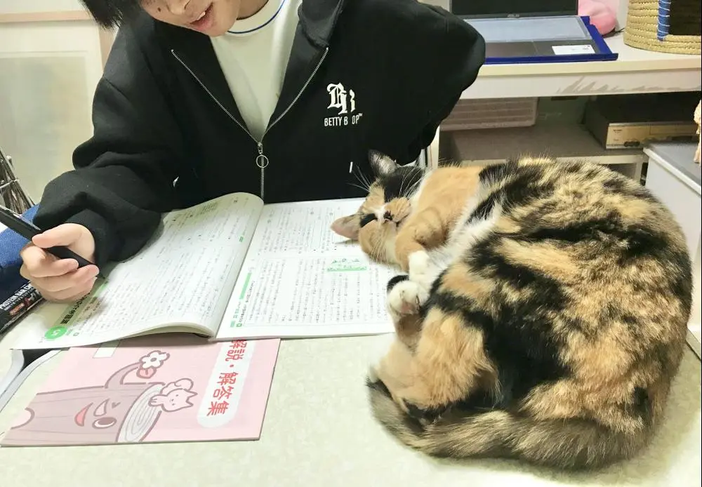 My student studied very hard this evening.
He said he hated studying at his regular school but here in my classroom (one on one or very small size group lesson), he can keep studying like three hours straight. All of my rescued cats are so supportive, especially #Mikepi 
