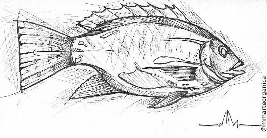 Good morning !! "Tilapia" Illustration. Fish Collection.

Poetics of the Sea.

Hand drawn. Illustration - the principle of ideas.

#illustration #sketch #penonpaper #authorialdrawing #handdrawn #streetart #graffiti #paintingoncanvas #tattoo