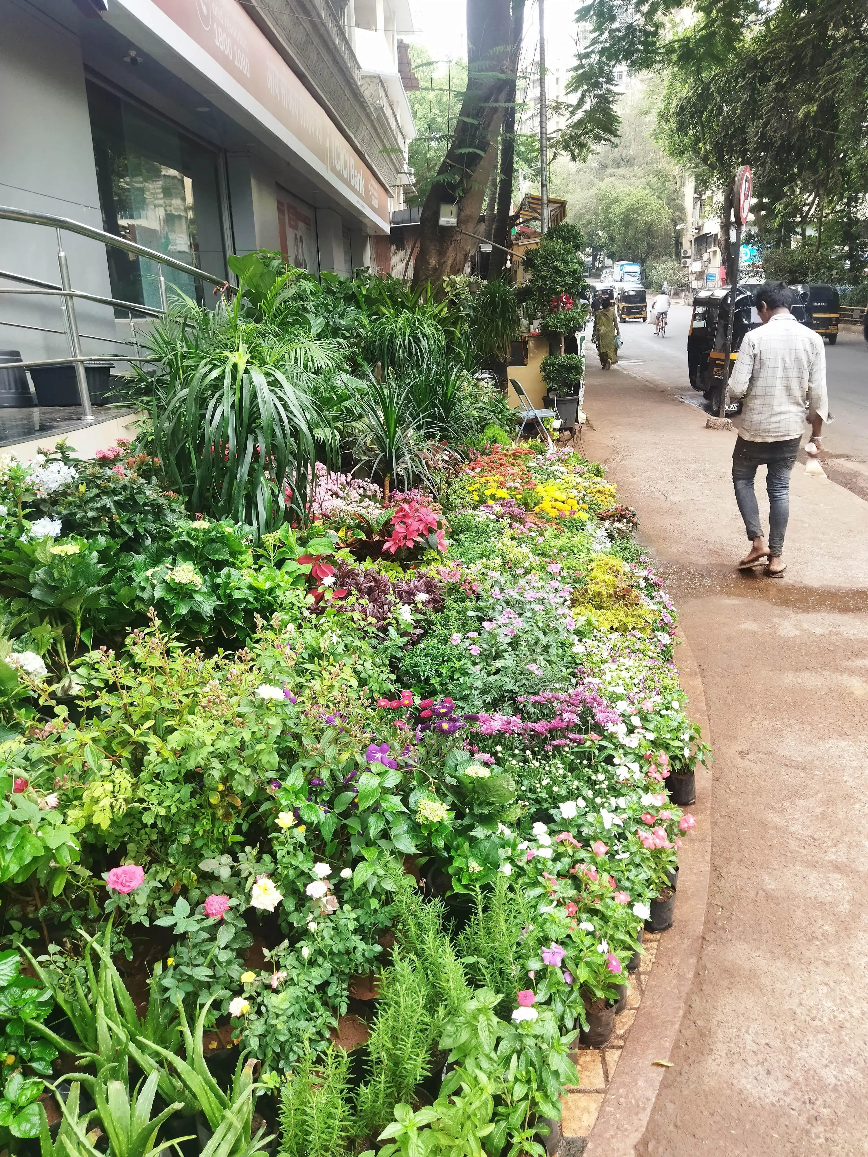Flowering plants for sale.