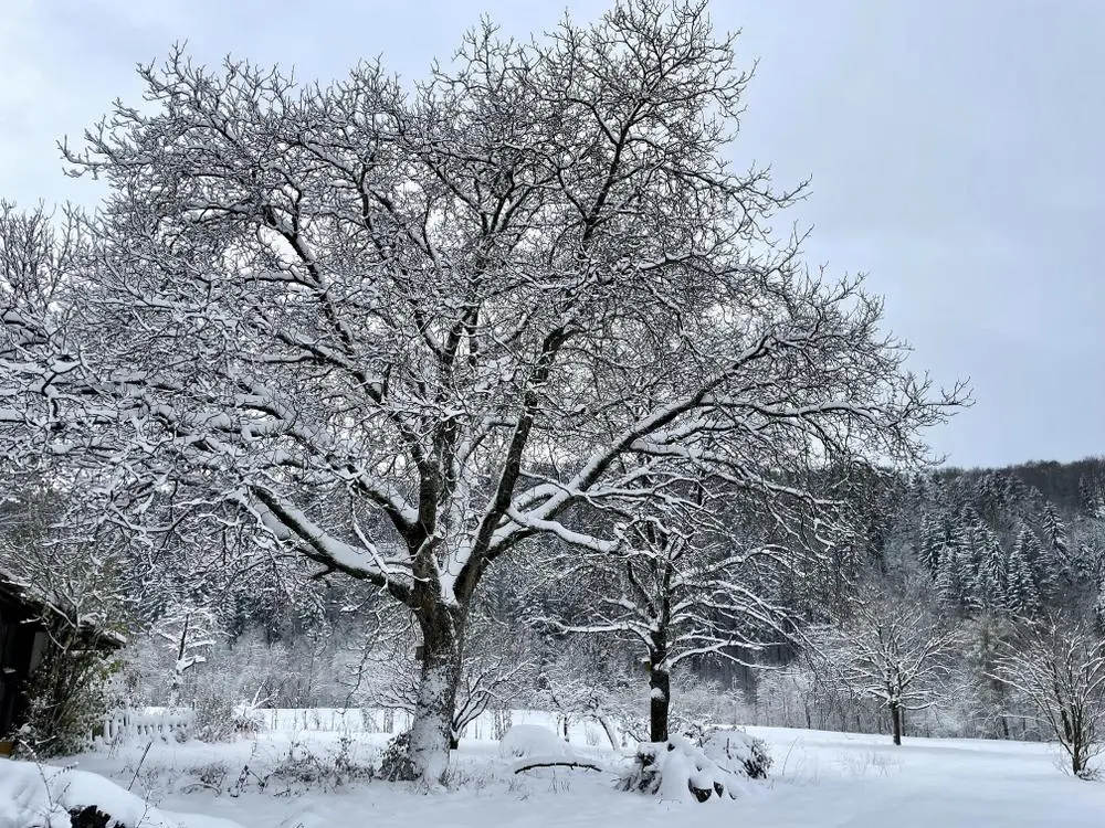 Tree in my village, in November snow.

#switzerland #photography #naturephotography #snow #winter 
@PhotographersCorner 