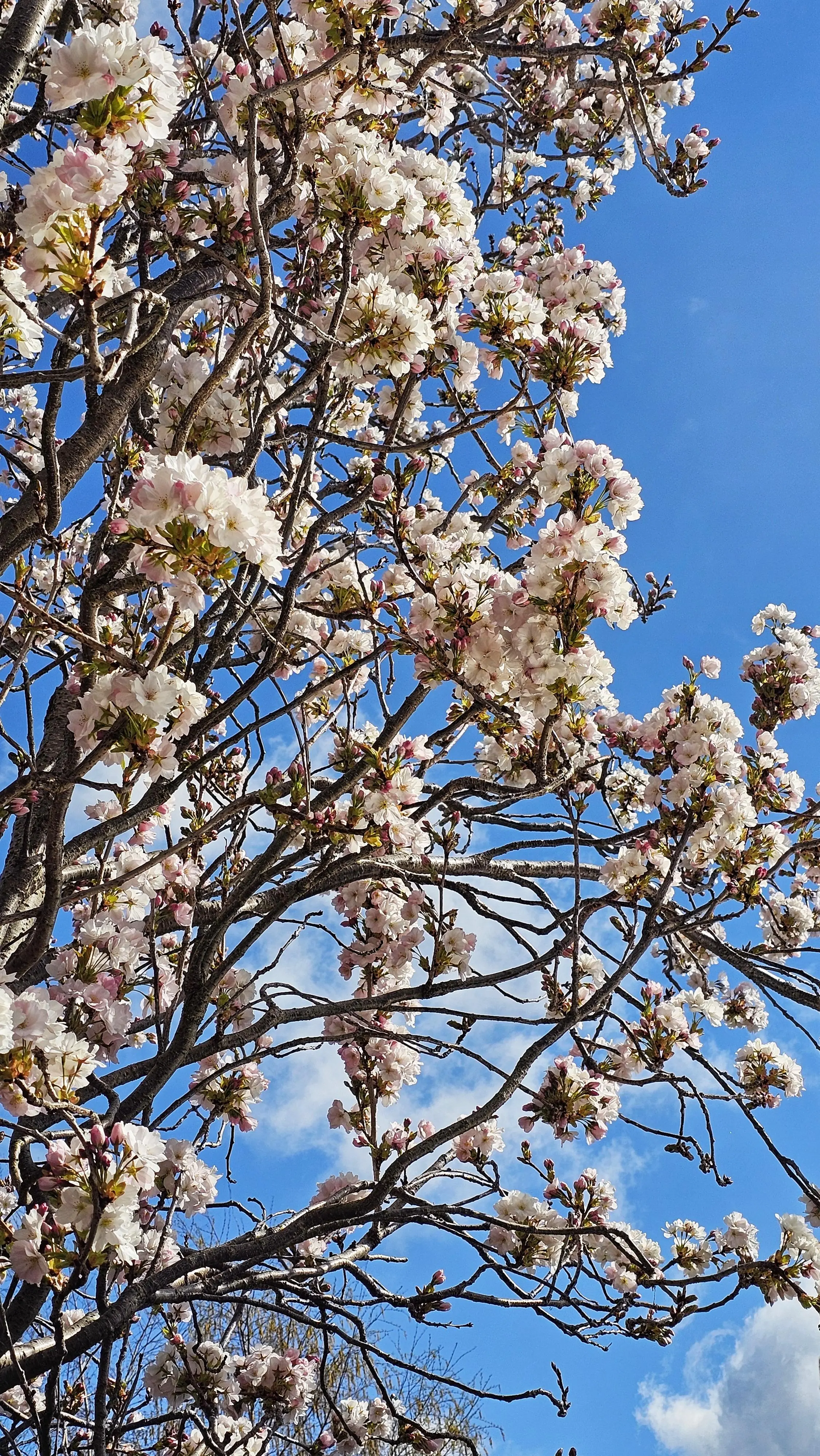 My cherry tree is amazing, full of life and 🐝 🐝 🐝  just love spring💕💕💕🌸🌸🌸🌸
@PhotographersCorner 