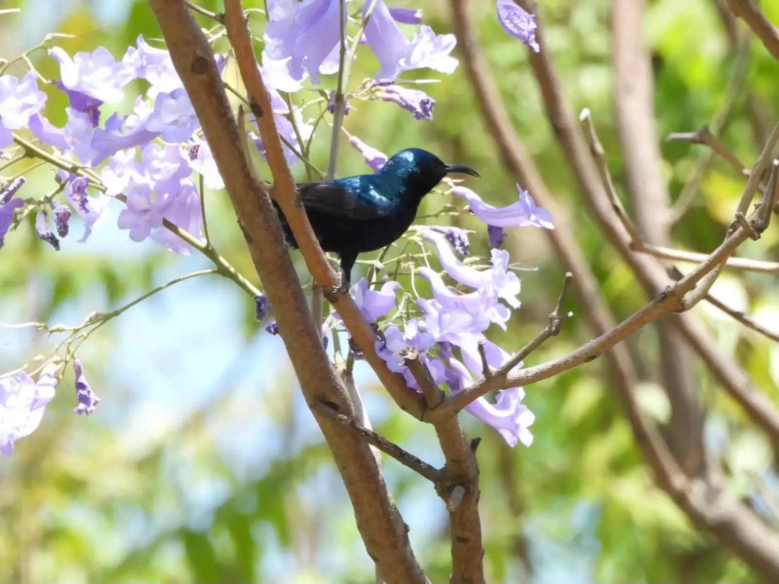 The necter feeding Sun bird.