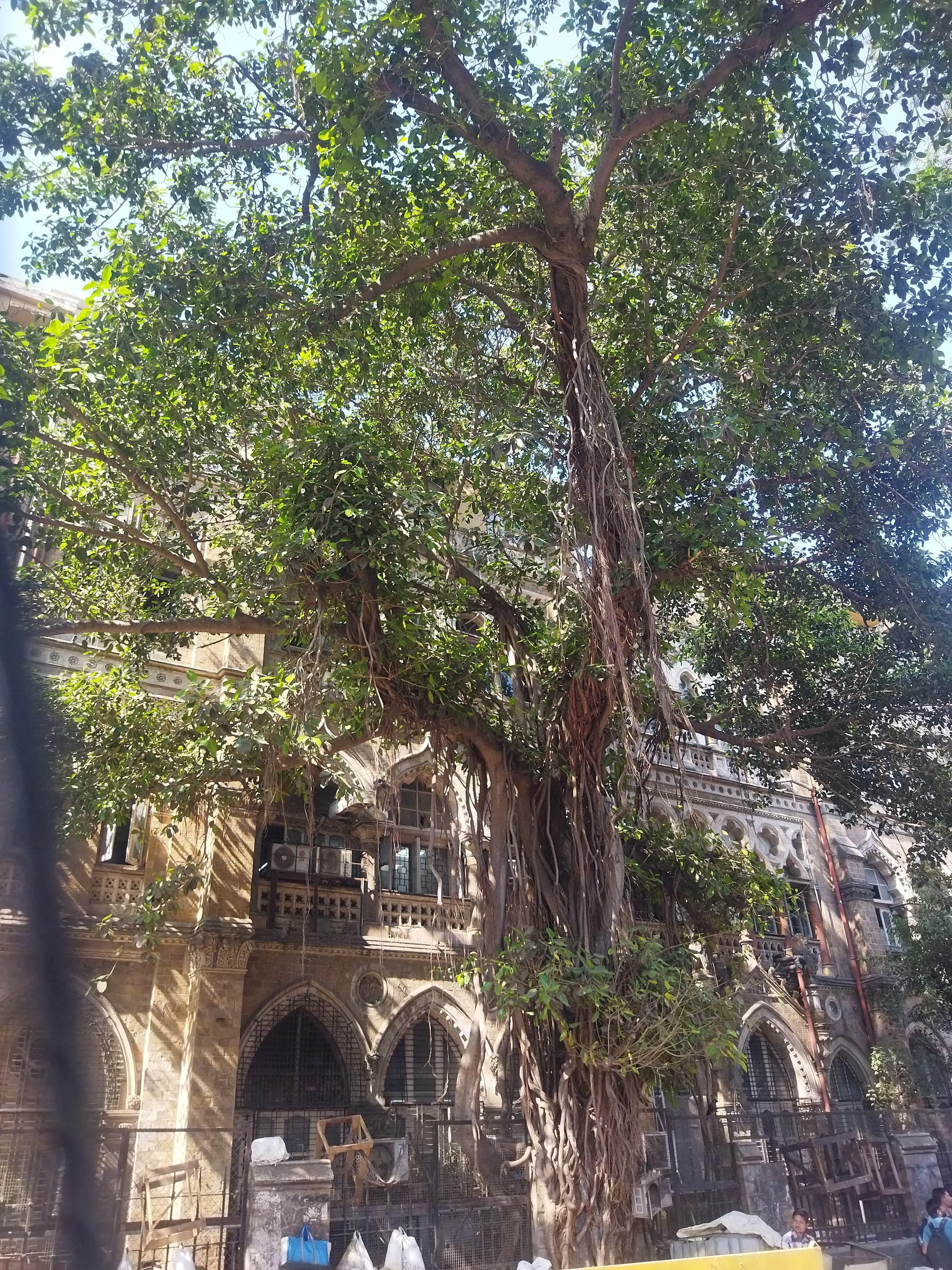 Heritage of two kinds the large ficus tree and the stone masonry building in the background in the southern part of the city.