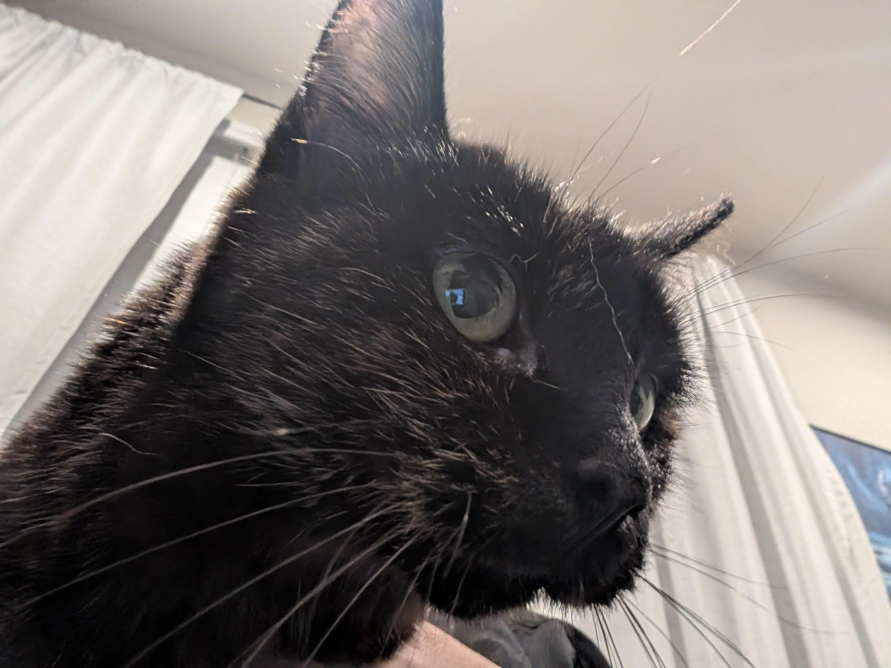 How does this selfie photo work?!?

-Sammie-