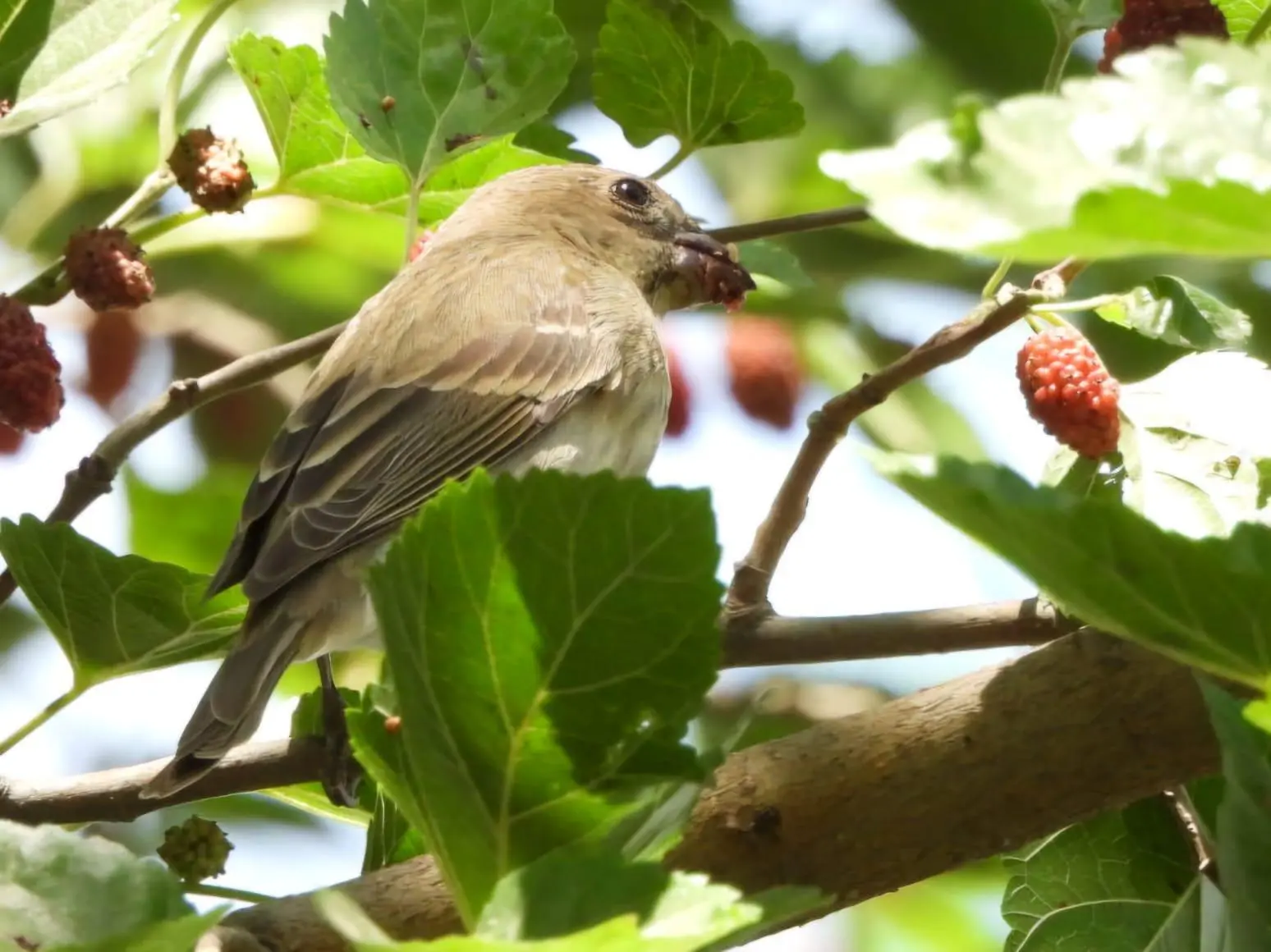 Birds are a sign of good tree cover and a healthy environment.