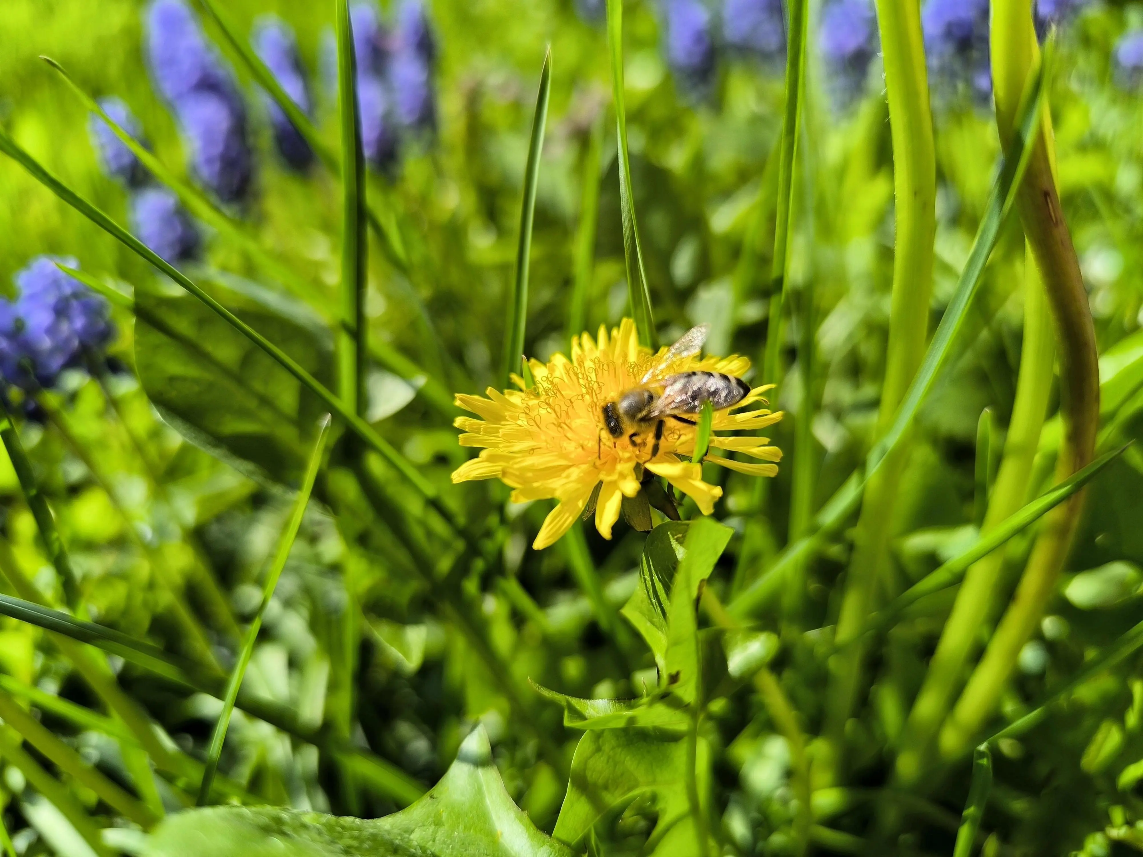 First bee in the garden this year! 